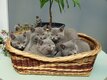 Chartreux , chatons  à réserver