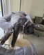 Chaton Maine Coon 10 mois à donner