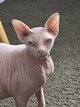 Magnifique femelle Shynx  au yeux bleus