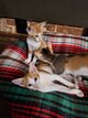 5 chatons orientaux de toutes beautés