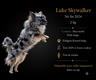 Magnifique chihuahua merle bleu disponible pour...