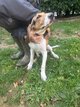 Chiot à vendre identifiés, vacciné
