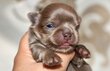 Superbes chiots mâles poil long pedigree