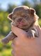 Superbes chiots mâles poil long pedigree