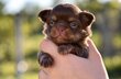 Superbe chiot mâle poil long pedigree