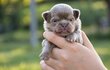 Superbes chiots mâles poil long pedigree
