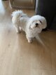 Bichon maltais