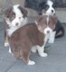 Chiots Berger australien