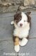 Chiots Berger australien