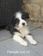 Chiots Berger australien