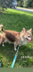 A reserver Pomchi