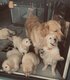 Magnifiques chiots Golden Retriever