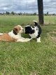 Terriers tibétains