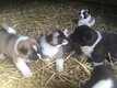 Superbes bébés akita américain  pure race