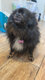 Magnifique petite femelle spitz noire ultra...