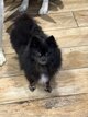 Magnifique petite femelle spitz noire ultra...