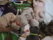 Chiots American Bully à réservés