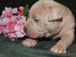 Magnifique chiots American Bully Xl à réserver