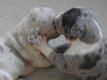 Chiots American Bully à réservés