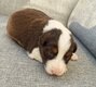Border Collie chocolat et chocolat tricolore