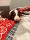Border Collie chocolat et chocolat tricolore