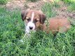 Chiots border collie