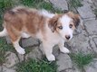 Chiot border collie femelle sable merle