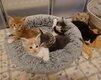 Les premeiers bébés de Uxia  et Alon sont...