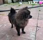 Chiot Spitz