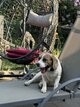 🐾🤩Beau beagle😍🐾