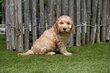 Magnifiques chiots Cockapoo (abricot et sable)