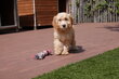 Magnifiques chiots cockapoo (couleur abricot et...