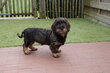 Chiots Teckel nains à poil dur, avec pedigree