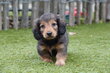 Chiots teckels nains à poil long, avec pedigree