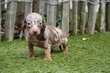 Chiots teckels nains à poil ras avec pedigree