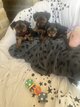 Magnifique chiots Yorkshire