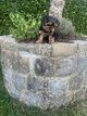 Magnifique chiots Yorkshire