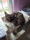Maine coon á donner