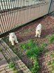 Magnifiques schnauzers nains blanc