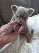Sublimes chihuahuas