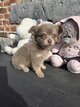 Sublimes chihuahuas