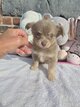 Sublimes chihuahuas