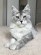 Maine coon black smoke (high)