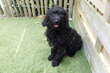 Magnifiques chiots Lagotto Romagnolo (chien d'eau...