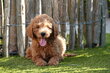 Chiot Mini Labradoodle abricot/rouge, avec...