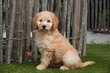 Chiots Labradoodle Medium (abricot et...