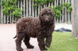 Magnifiques chiots Labradoodle Choco Medium, avec...