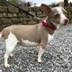 A donner petite femelle Jack Russell de 4 ans...