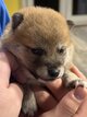 Chiot Shiba Inu