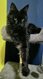 Femelle maine coon 2ans et 2mois